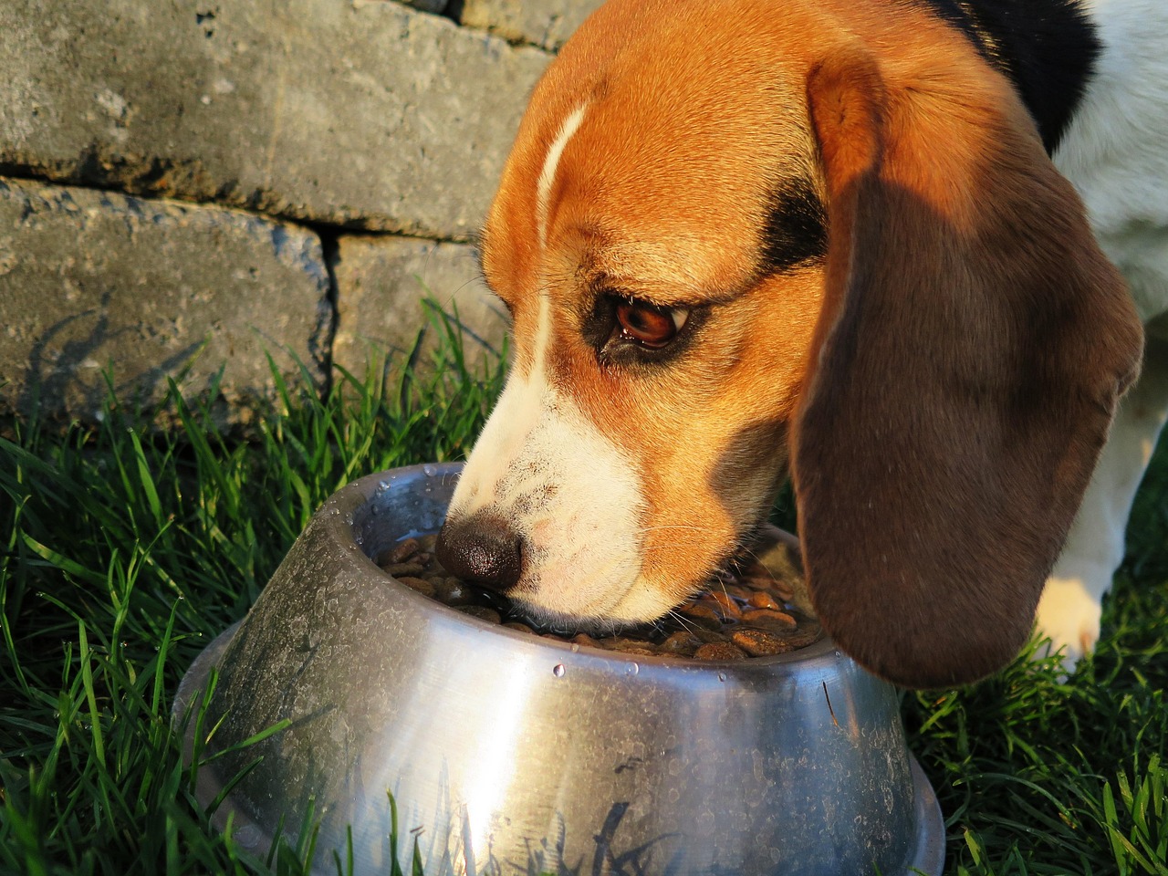 Best Dog Food 2026: Nutrition for Every Breed and Life Stage