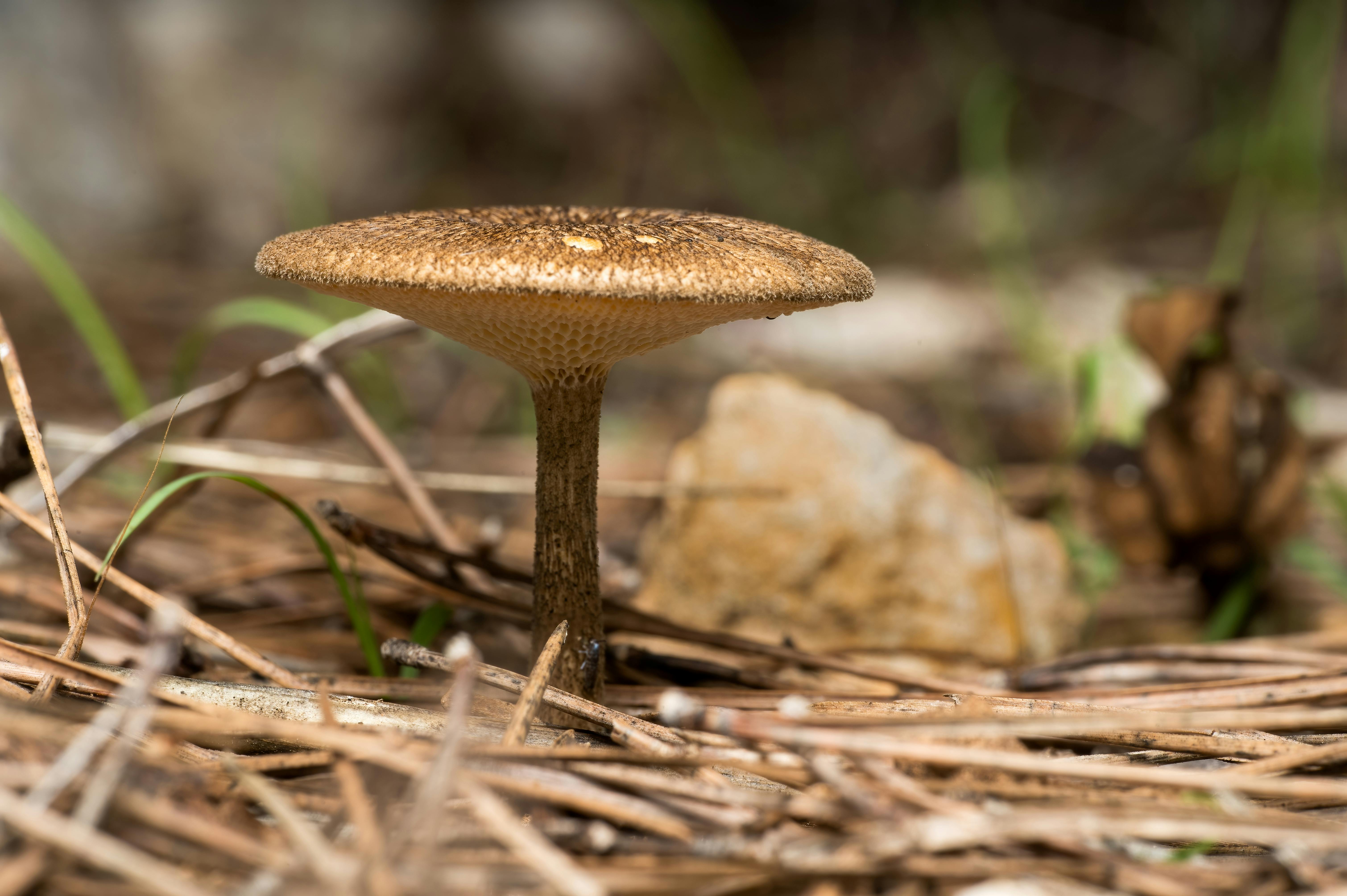 Best Mushroom Coffee 2026: The Healthier Caffeine Fix