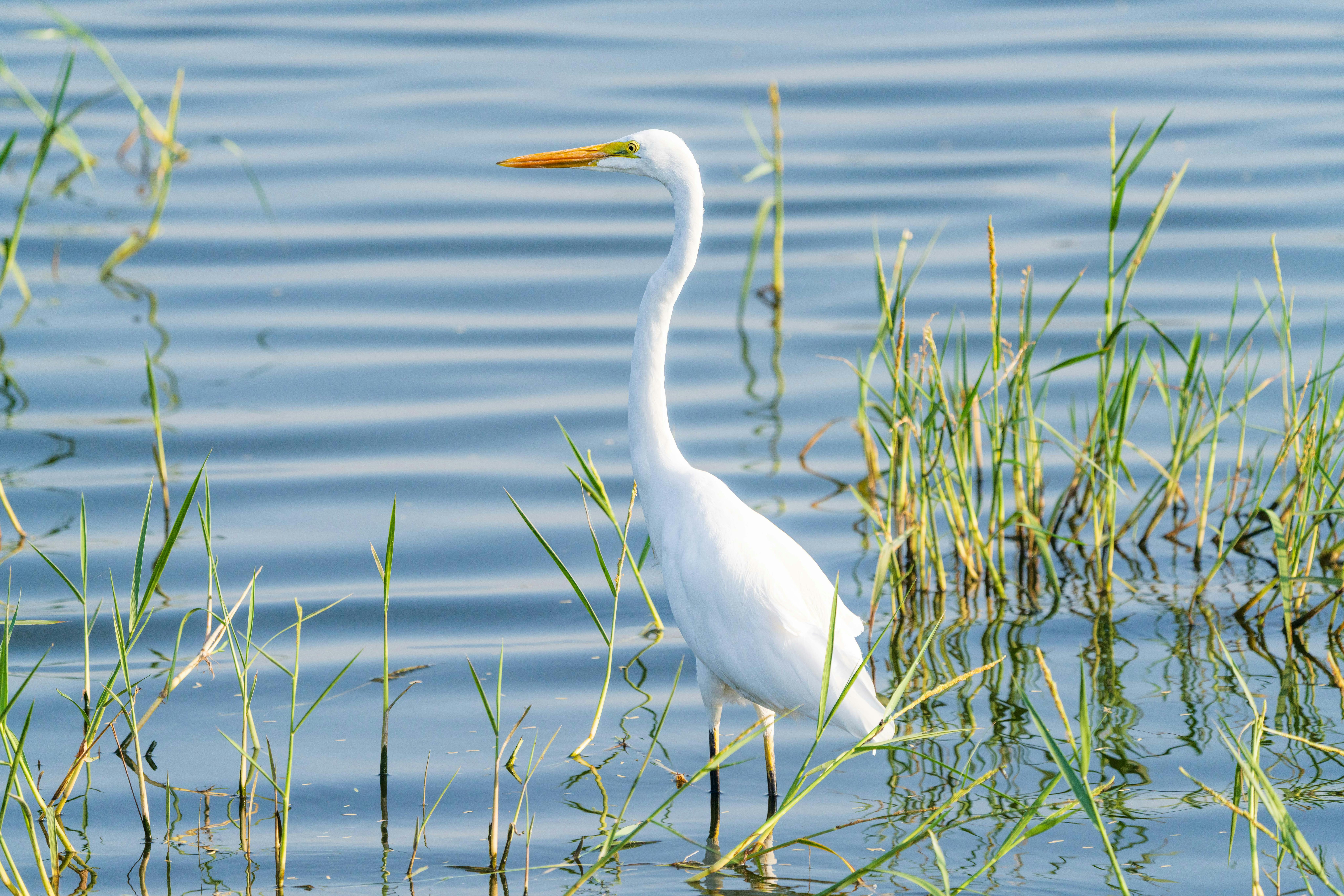 Google Pixel 8 Pro In-Depth Review: Pros and Cons